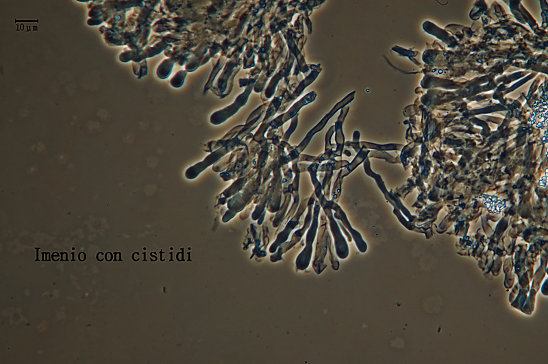 Hyphodontia breviseta (P. Karst.) J. Erikss.